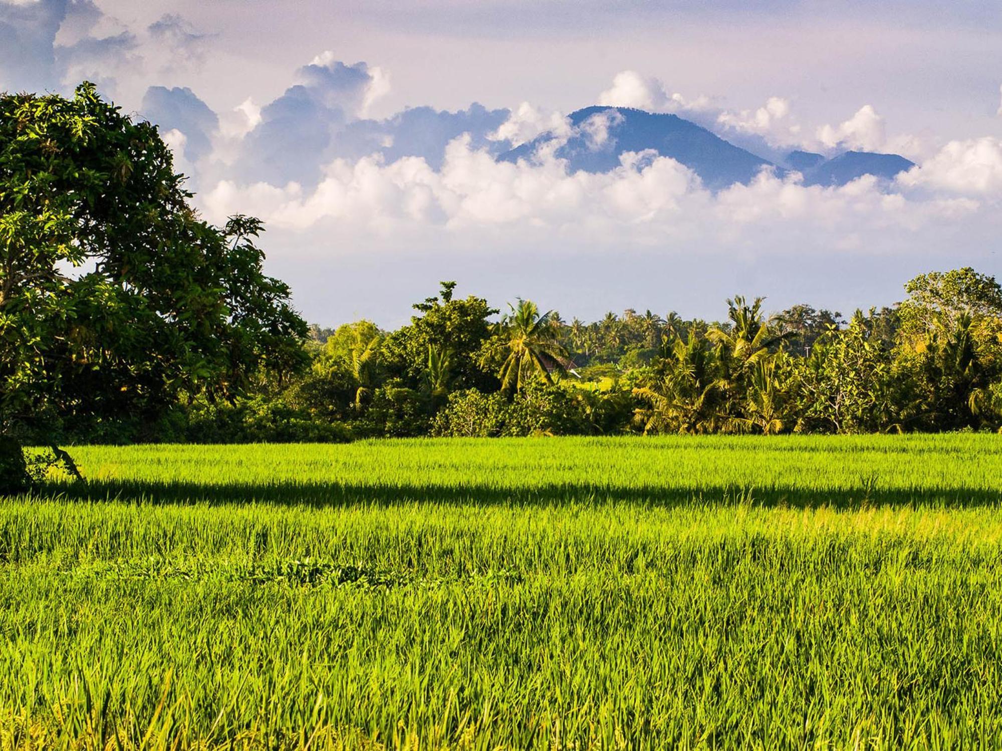 Seseh Beach Villas Canggu Værelse billede